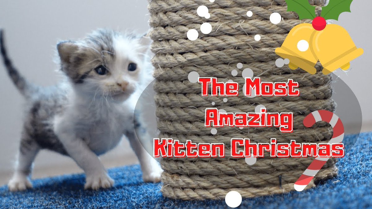 BlankFoxGirl's tweet photo. I got to play with the cutest of kittens for Christmas!!
#kitten #cute #CatsofChristmas
#HappyNewYear2022

https://t.co/zlZiVefn4h https://t.co/LjO2vE7P4S
