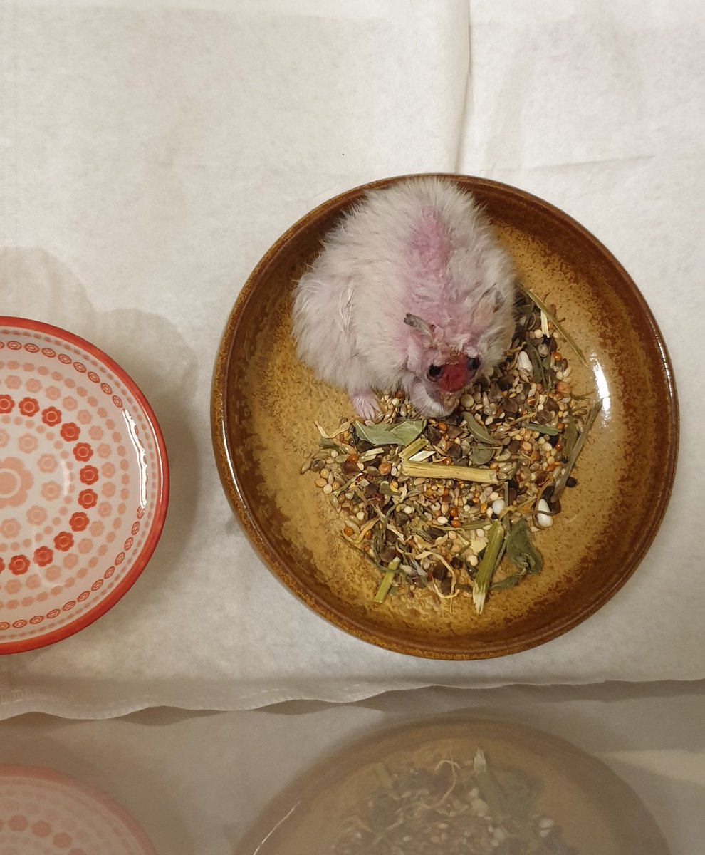 hamnunna's tweet photo. 일단 오자마자 물 주고 밥 주고.... 
저도 밥 좀 먹고 임보 타래 올릴게요 https://t.co/9a4f2NN0es