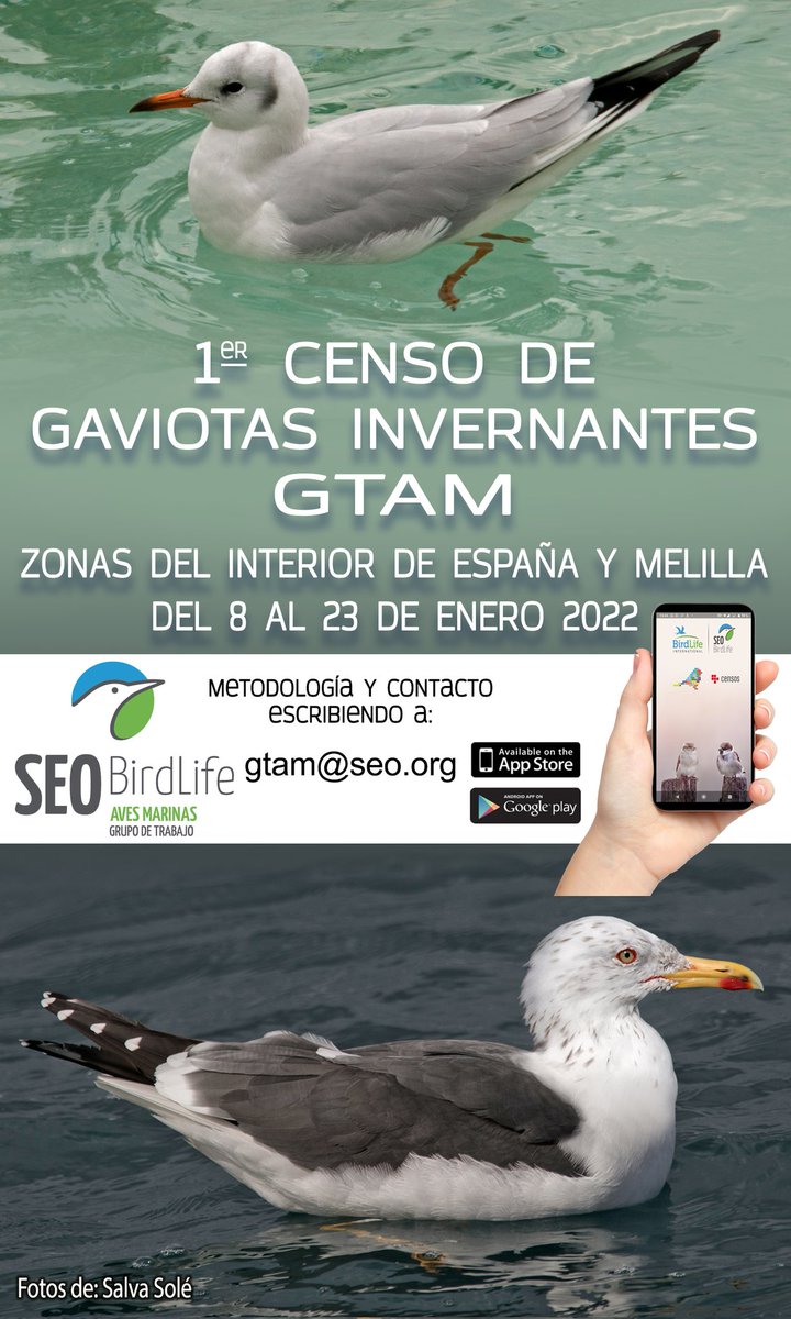 GTAM_SEO's tweet photo. 📣 Empezamos el año con el 1er censo de gaviotas invernantes del #GTAM ! 🐥

📌 En las CCAA de interior (Madrid, CyL, CMancha, Extremadura, Navarra, Aragón y La Rioja) y Melilla.

🗓️ Entre el 8 y 23 de enero

📨 Contacta con gtam@seo.org

💪 Contamos contigo! https://t.co/756hMhJTcp