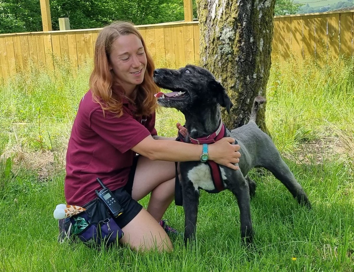 HopeRescue's tweet photo. Throughout the day we will be looking back at #2021. Thanks to our staff, volunteers &amp; supporters we helped 570 dogs:
🐾273 strays 
🐾186 from owners
🐾12 for respite
🐾7 from other rescues
🐾8 ex-racing greyhounds inc 2 with broken legs
🐾49 from illegal breeders 
🐾35 pups born https://t.co/VjABdLElnm