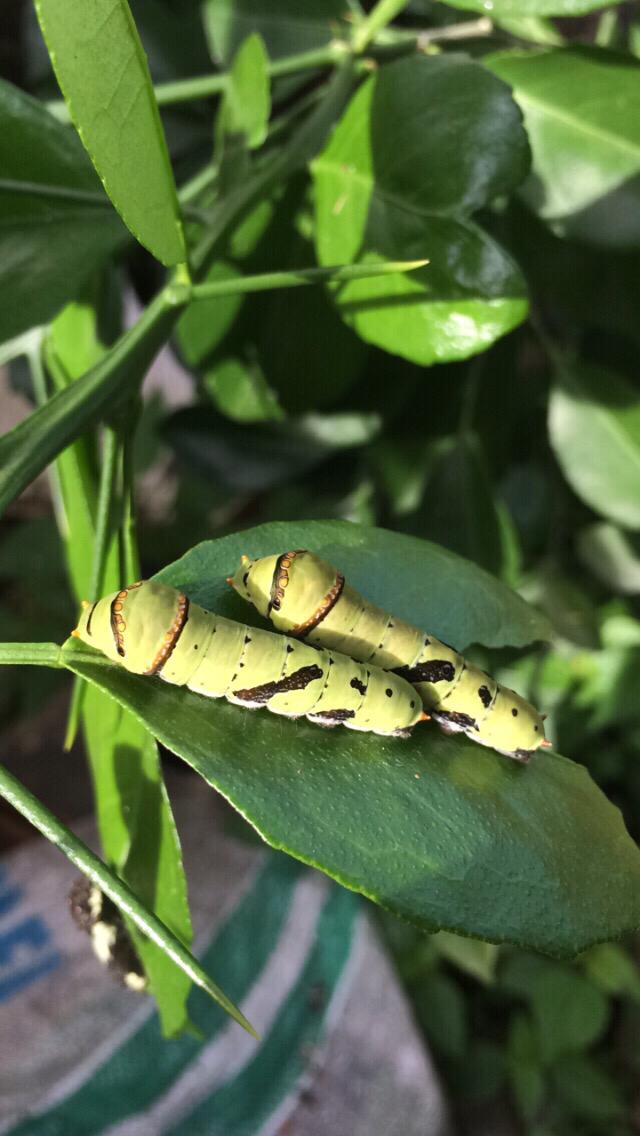 Lagi suka mainin ulat