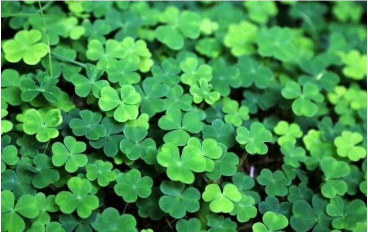 Setanta Berlin GAA tweet media