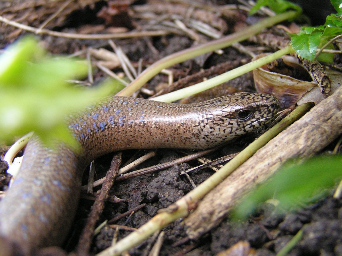 froglifers's tweet photo. Our #gardens can offer great #overwintering sites for #wildlife. #Slowworms and #GrassSnakes particularly ๐ #CompostHeaps which are #warm, #cosy and #safe. https://t.co/aK5QGVQQPn