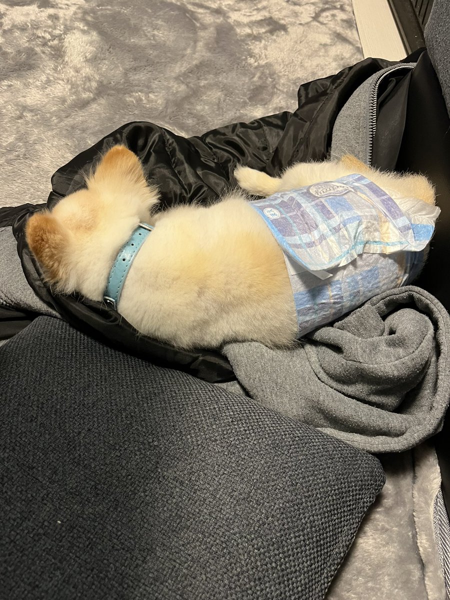 SmileyChaso1004's tweet photo. せっかく、早く上がったのに
眠りまくってこの時間😭
時間の無駄遣い😭おーち片付けて実家行こ🐥この子もお風呂入れたかったけどもう明日🤣 https://t.co/8F1Dh7DgGL