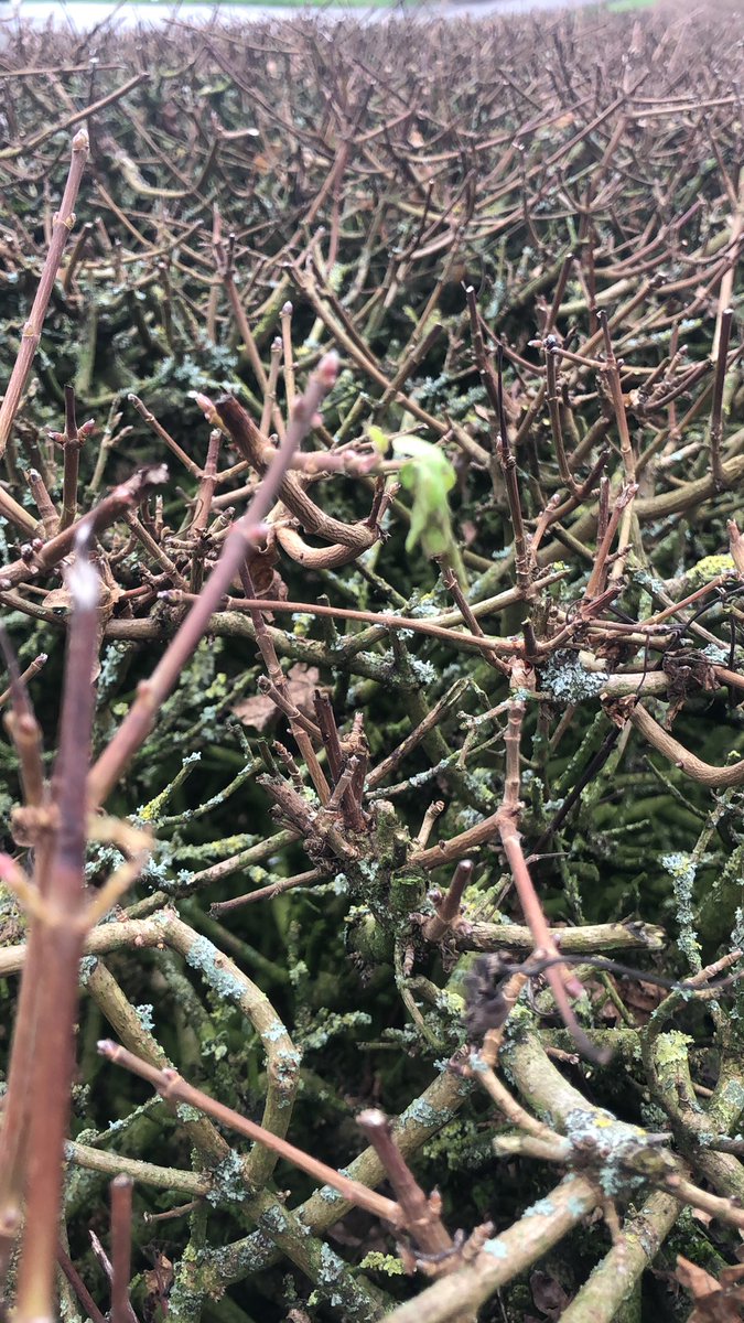 Zo, het eerste groene blaadje in de verder nog ietwat “trieste” heg