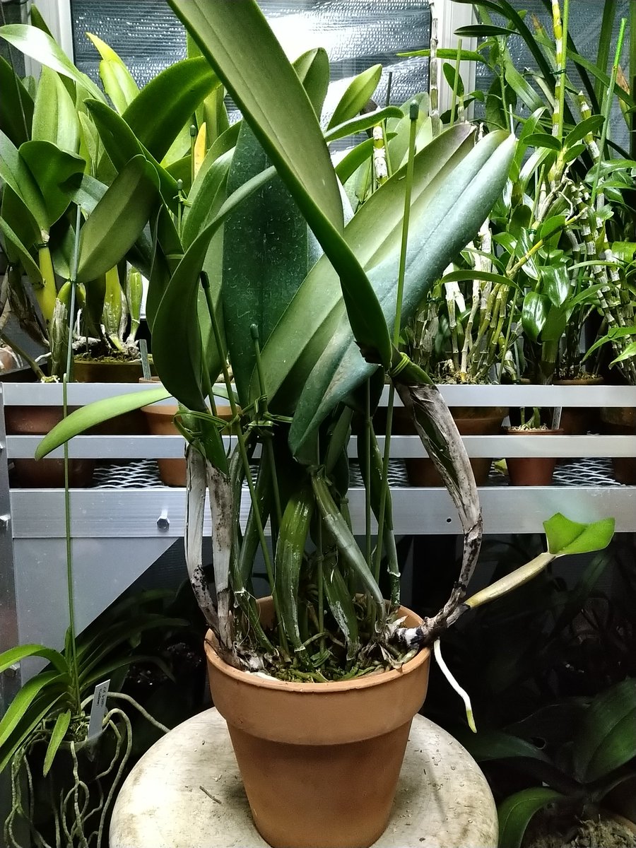 tKOyg6RSngayWGC's tweet image. C. jenmanii. coerulea 'Blue　Marlin'×Windsor Castle. coerulea Strainの交配種で、C. Cecilia Gimenez セシリア　ヒメネスといいます。植え替えをしました。この株は大株作りをしていきます。#洋蘭　#洋ラン　#洋らん