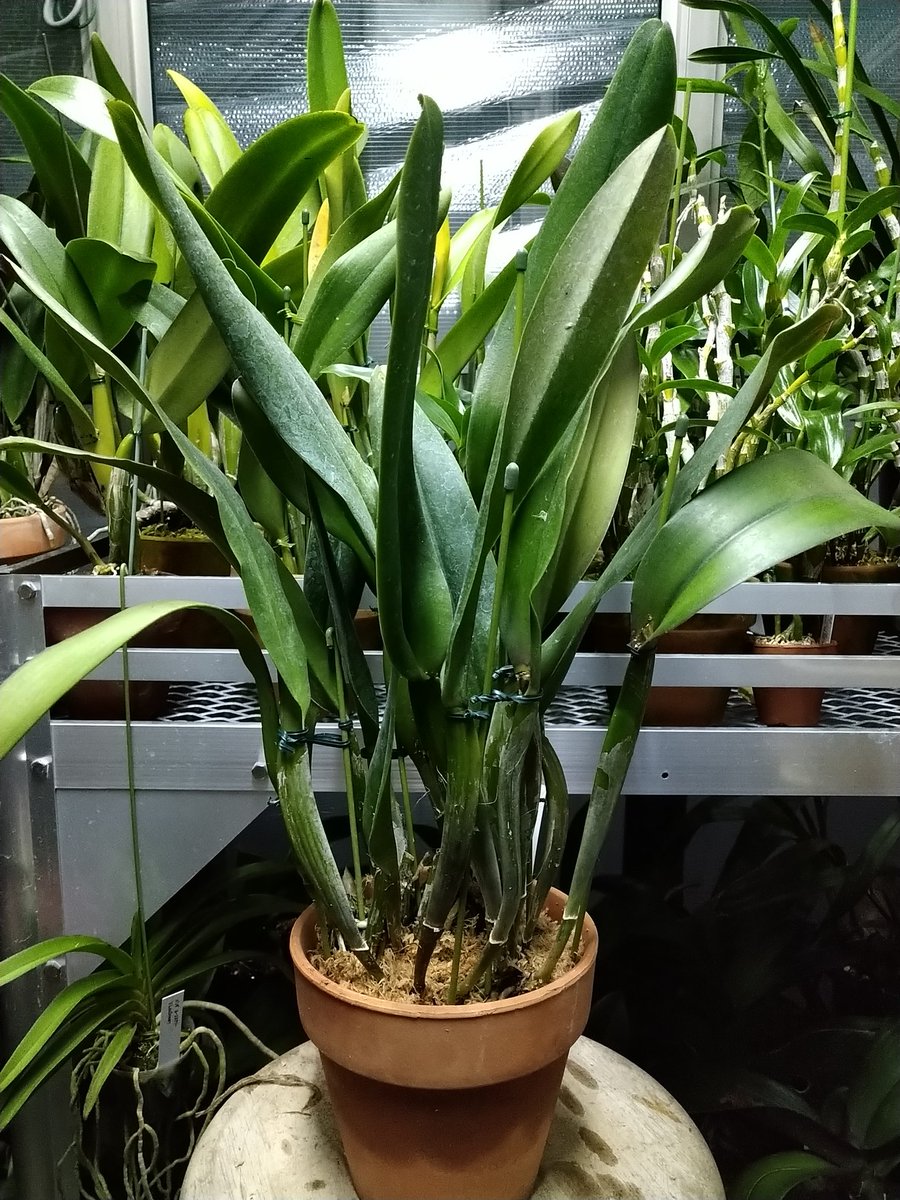 tKOyg6RSngayWGC's tweet image. C. jenmanii. coerulea 'Blue　Marlin'×Windsor Castle. coerulea Strainの交配種で、C. Cecilia Gimenez セシリア　ヒメネスといいます。植え替えをしました。この株は大株作りをしていきます。#洋蘭　#洋ラン　#洋らん