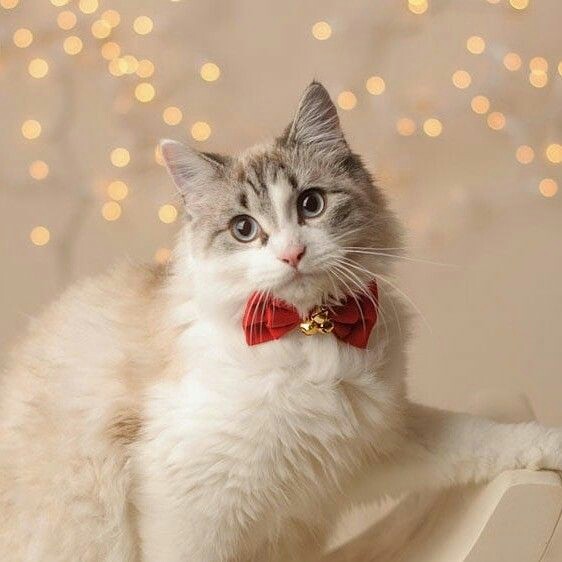 новогодние коты. New year s cat. новогодние обои на рабочий стол. новый год коты. кот в новогоднем колпаке.