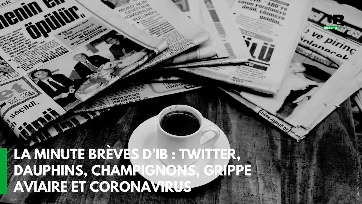 [La minute Brèves d’IB ⏱]
➡ 3 500 comptes de propagande gouvernementale supprimés par Twitter ⛔
➡ Les dauphins menacés de disparition sur les côtes françaises 🐬
➡ Les champignons au secours du dérèglement climatique 🍄
👉Retrouvez l'article sur : instantsbrief.fr