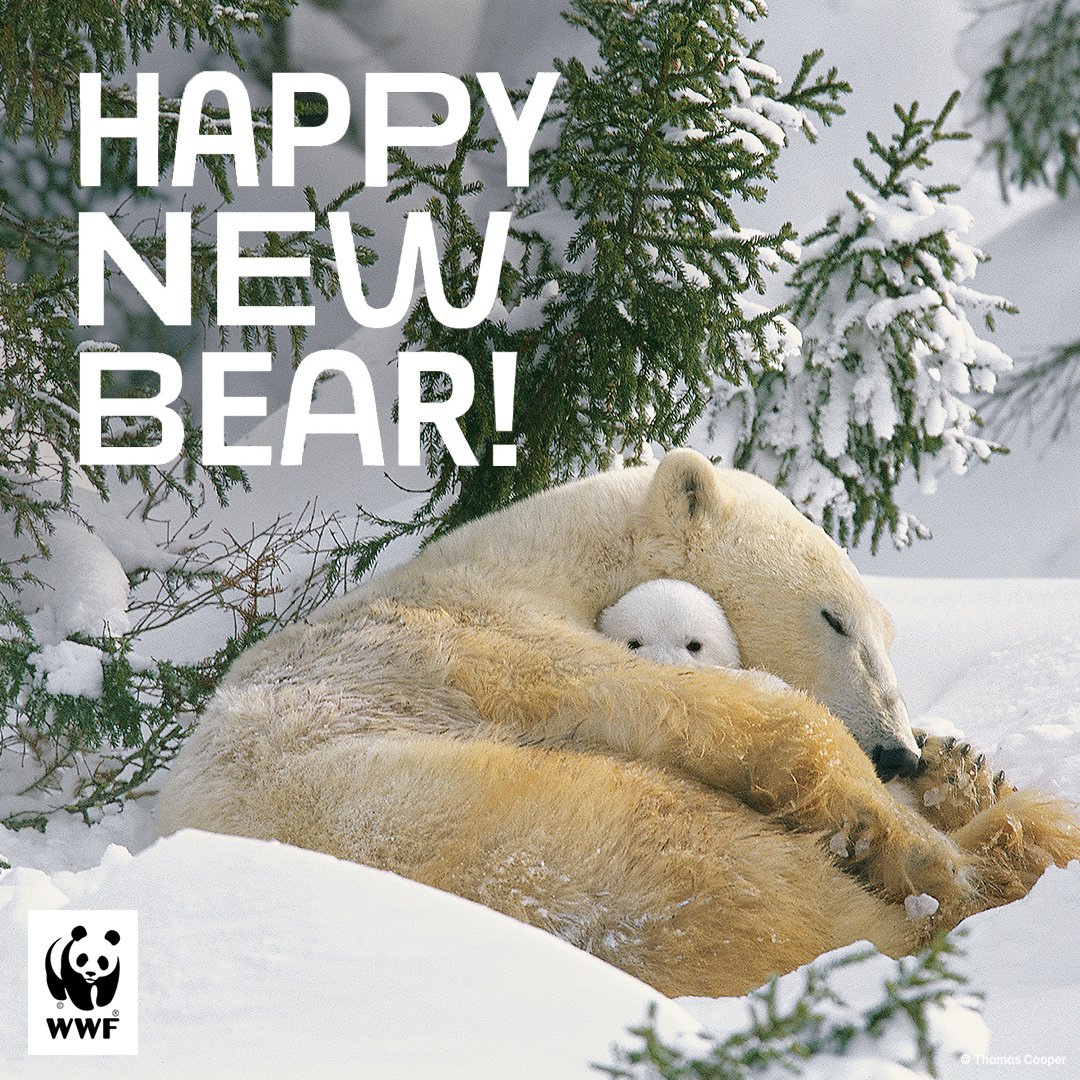WWF_Ukraine's tweet photo. Вітаємо вас з зимовими святами і дякуємо, що були з нами цього року! 🥰
Попереду нас чекає ще багато важливих проєктів, хороших новин та вагомих зрушень!
Зустрінемося у новому 2022 році!
#TOGETHERPOSSIBLE! 🐼❤️ #wwf #wwfukraine https://t.co/pIEq4kU3SV