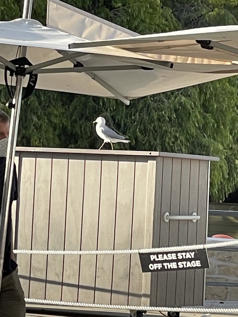 New Year’s Eve entertainment at Rotto…..