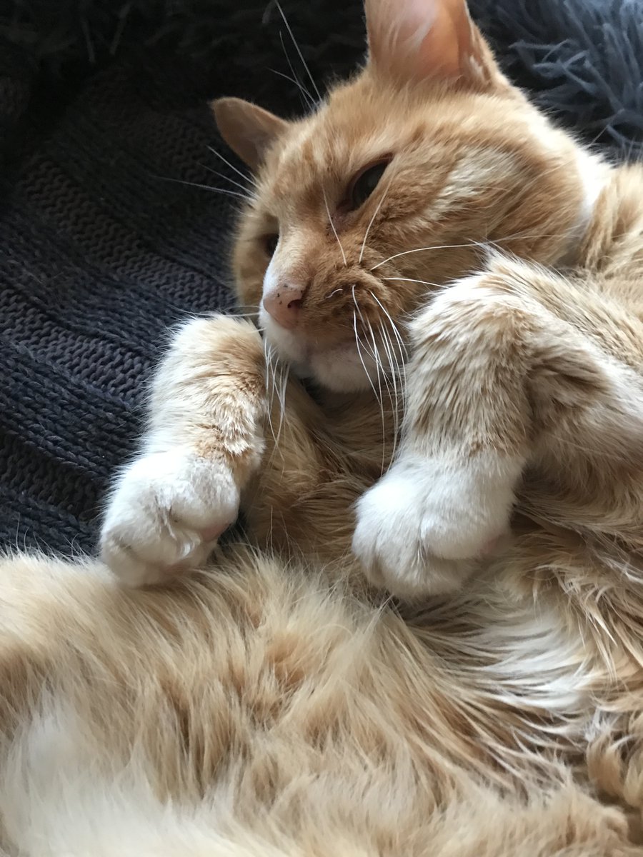 myboringjourne2's tweet photo. We are having an indoor New Year here. Have a great one and wave your paws in the air like you just don't care #CatRave #CatsOfTwitter #NewYearsEve 😺😃🥳 https://t.co/hM8aeaYLr9