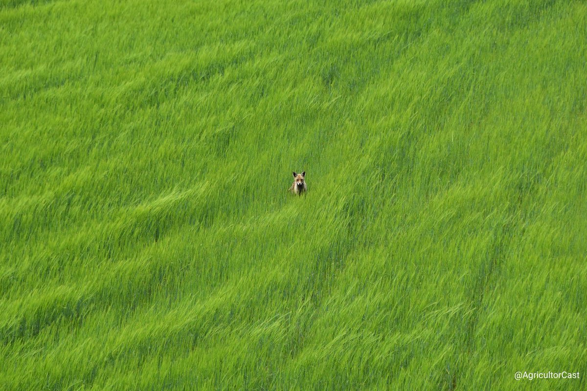 Pues como es el último día del año, permitidme que opine sobre todo lo que nos está pasando últimamente. No seré breve, hay mucho que comentar. Gracias por leerme y compartirme. 👇
