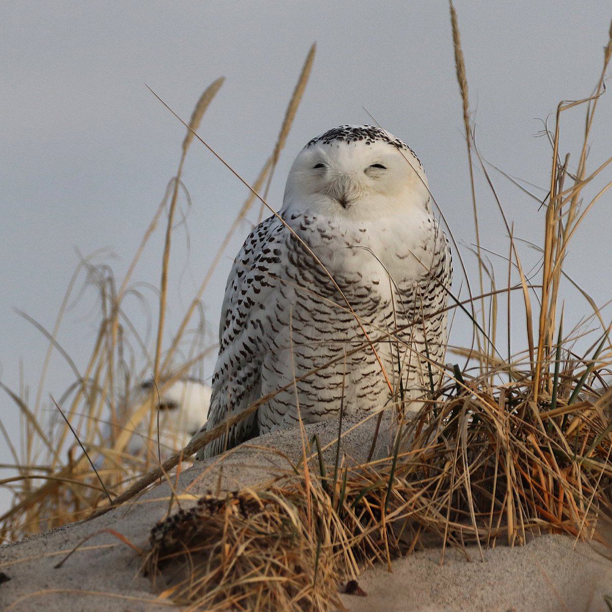 WCVB's tweet photo. Incredible! 👀 Snowy Owls were spotted at Duxbury Beach Reservation. 
📸 by Stewart Ting Chong #Massachusetts #owl #wildlife #bird https://t.co/AC3hdmoHPv