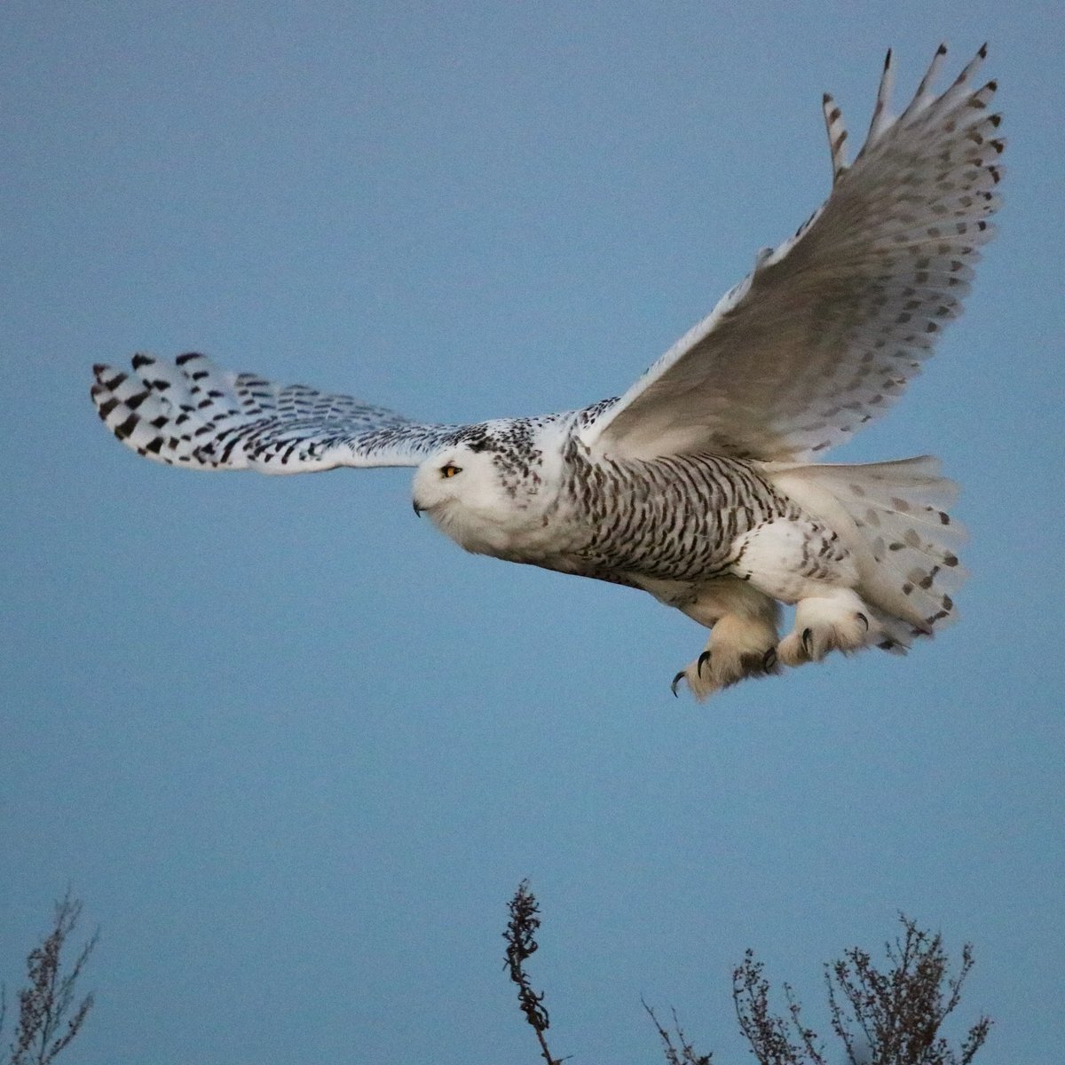 WCVB's tweet photo. Incredible! 👀 Snowy Owls were spotted at Duxbury Beach Reservation. 
📸 by Stewart Ting Chong #Massachusetts #owl #wildlife #bird https://t.co/AC3hdmoHPv