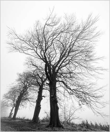 MHPickles's tweet photo. Misty Goyt valley + trees   #goyt #goytvalley #peakdistrict https://t.co/LgZO6QtvSl