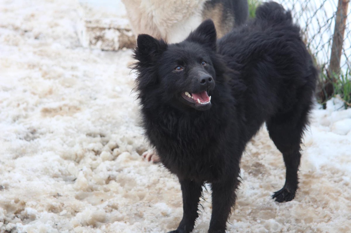AdAstraRescue's tweet photo. Another newbie. This is stunning Cleopatra! She has just arrived with us and we believe she was abandoned on a farm. Isn’t she beautiful? Cleo will be health checked, vaccinated and assessed now. Welcome darling 😍 #newbie #RescueDogs #Pulin #helpozegadogs #safenow #rescue https://t.co/GoTLzDsrp8