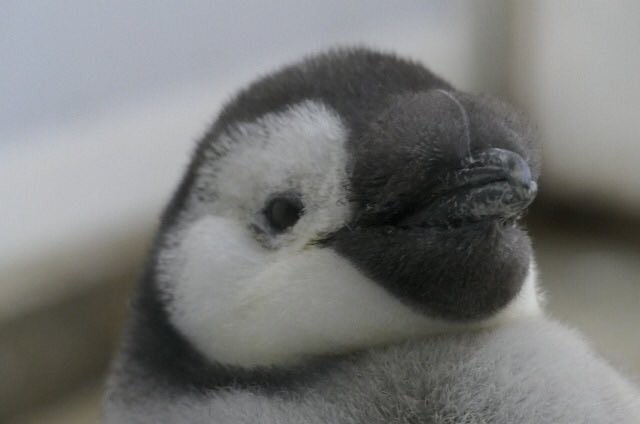 ペンギン　まとめ2点 しょうやん on X: 