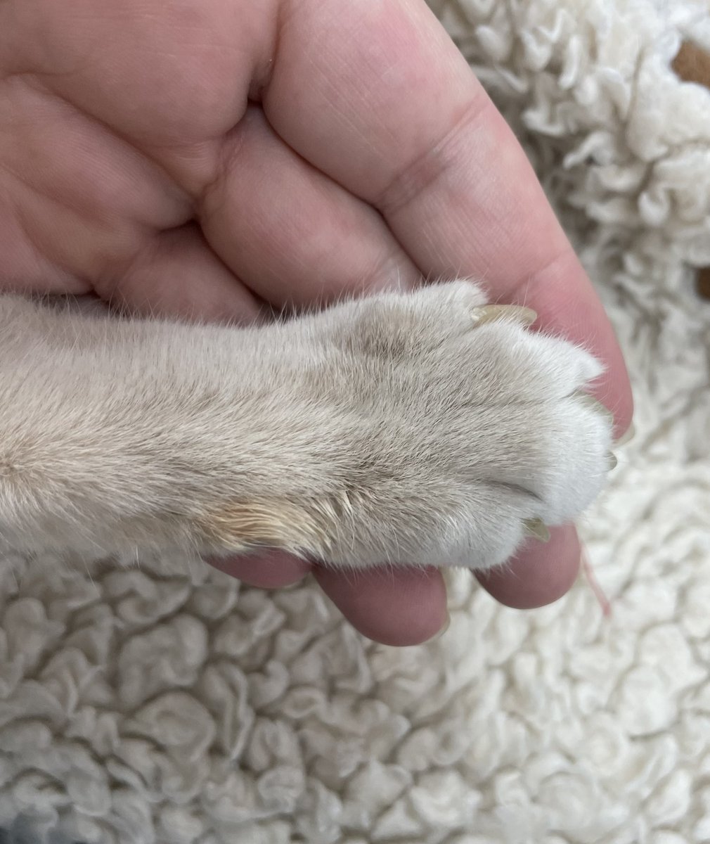 The Dalí Gatsby tweet media