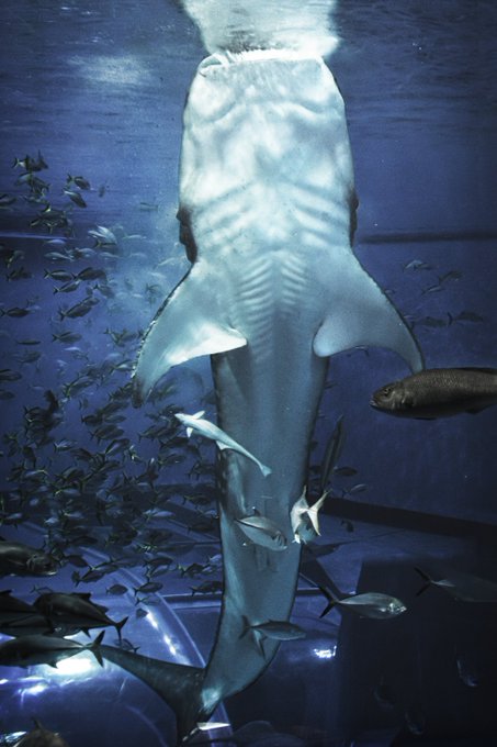 ジンベエザメのtwitterイラスト検索結果 古い順