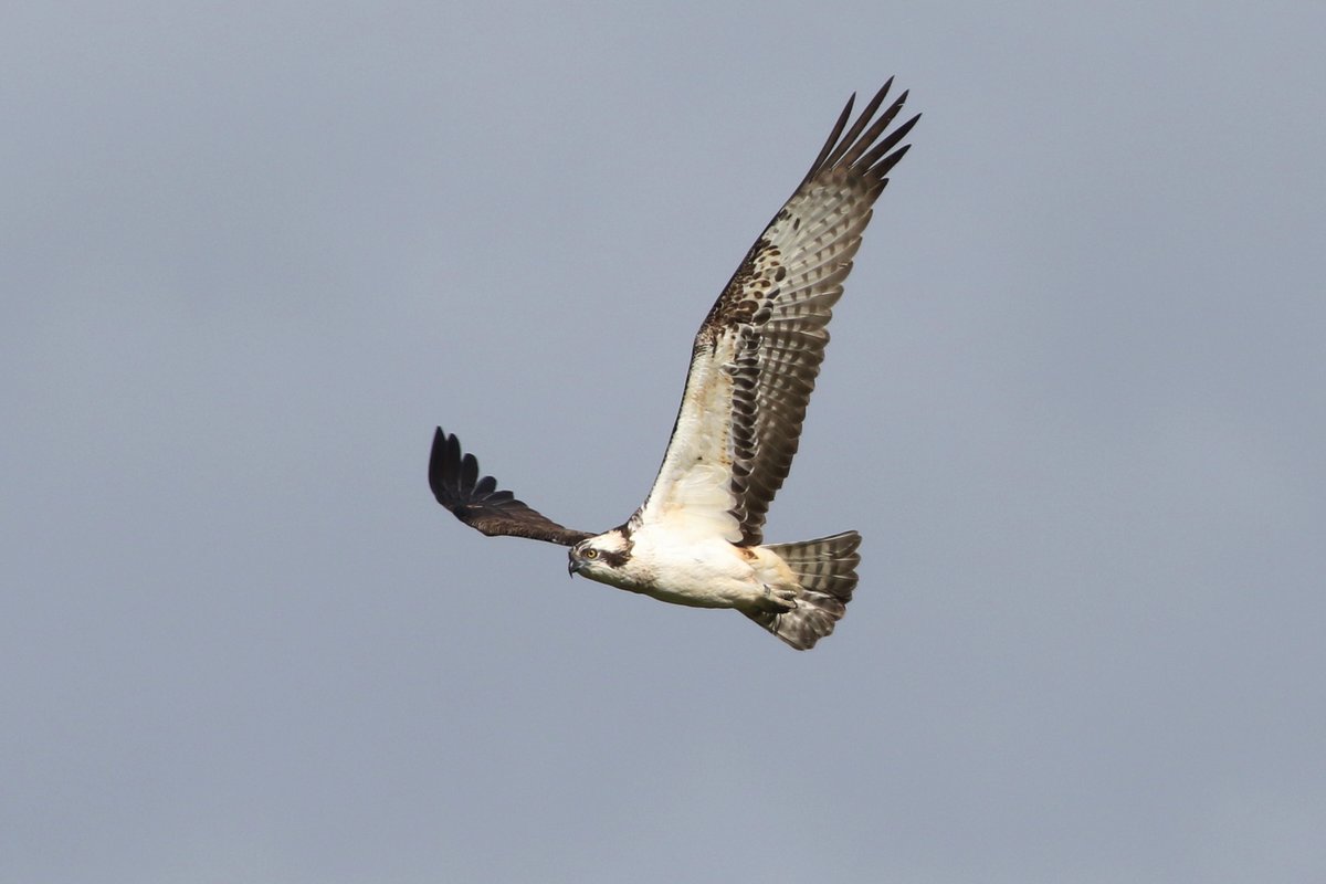 Venus Pool bird year list 131 including Barnacle Goose, Bewick's Swan, Sanderling, Turnstone, Wood Sands, Ruffs, Caspian & Little gulls, Arctic & Common terns, Osprey, Whinchat, Crossbill etc. Missed a few including Pied Fly & Greenshank. @sosbirds