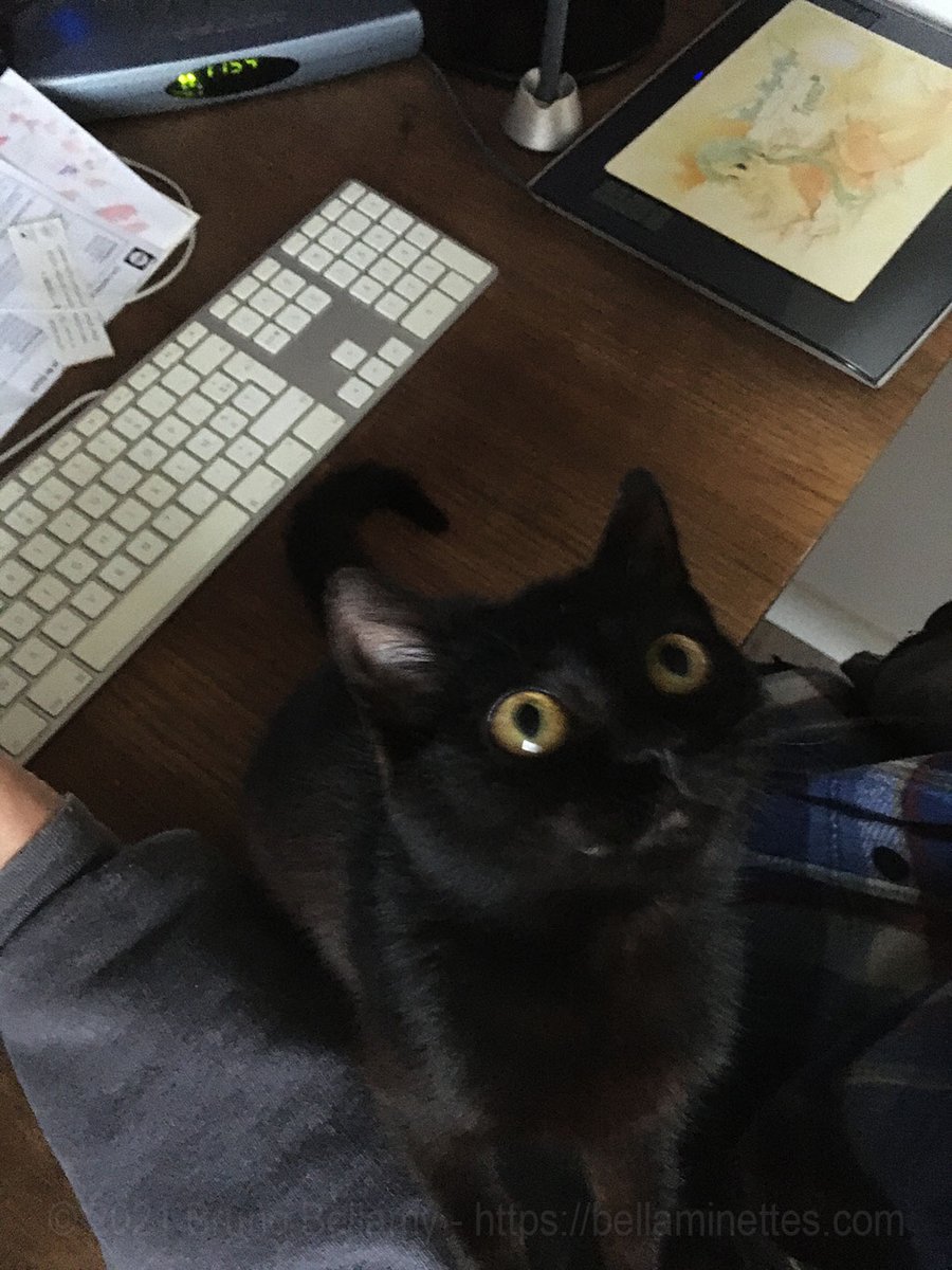 BrunoBellamy's tweet photo. Faut que j’avance l’#aquarelle de la #bellaminette pour les tipeuses et peurs du mois, mais j’ peux pas : j’ai un #chaton qui fait du pain sur mon bras…
#art #cat #makingcookies @Tipeee_Officiel ;) https://t.co/3GdSOO4FiT
