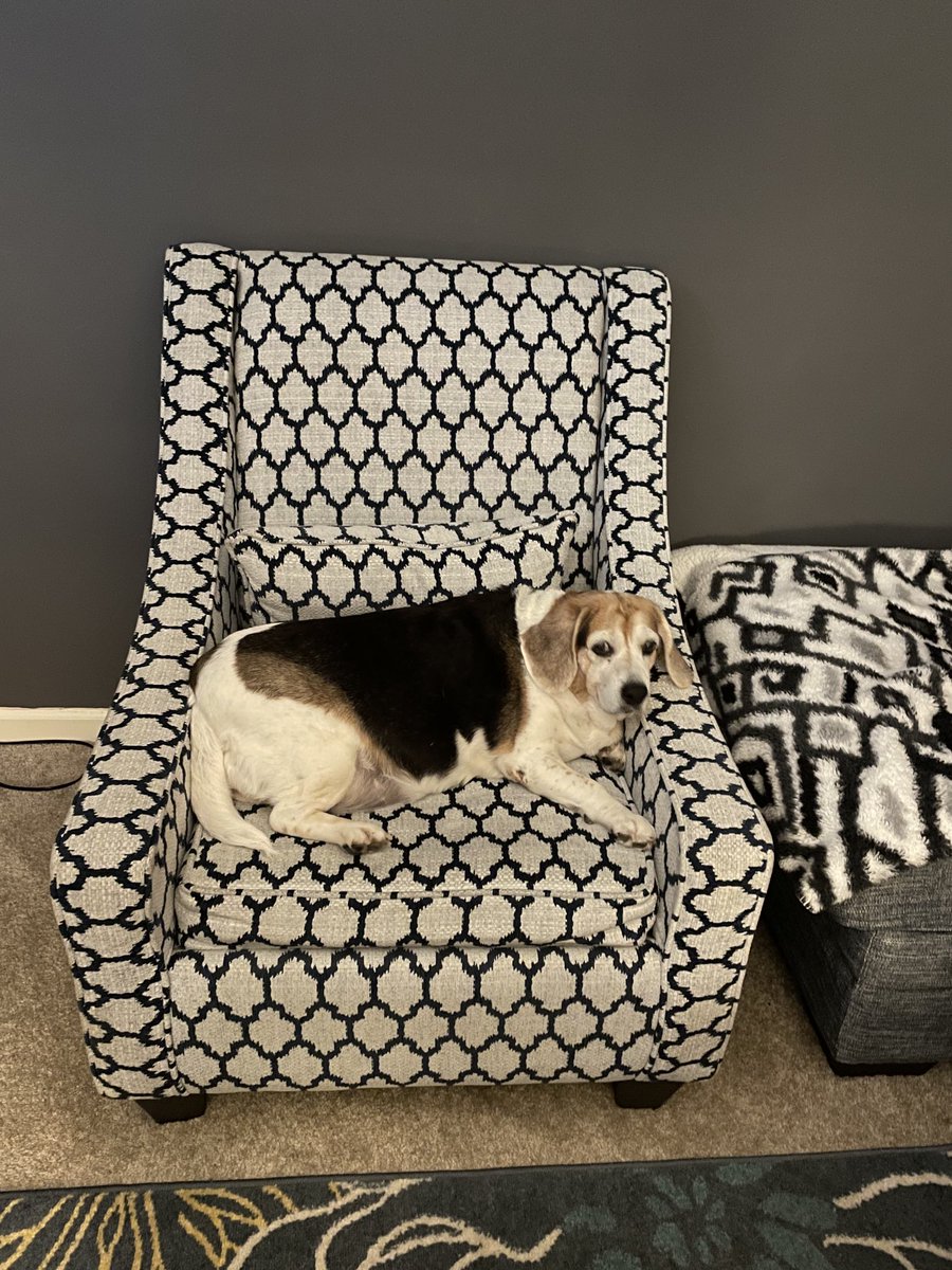 LisaLeeLee1111's tweet photo. Taking this gorgeous elderly lady to the vet today! #plussizedmodel #beagle https://t.co/ZQOfOsgEt4