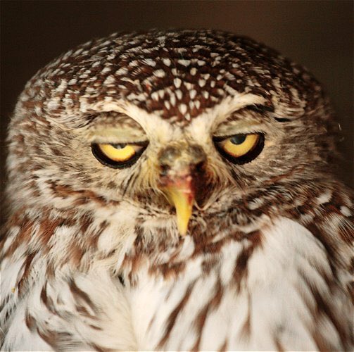 furiousgerbil's tweet photo. Here’s your New Year’s Eve #DailyOwl
Owls don’t like going out at night and enjoy nothing more on New Year’s Eve than staying home, having a few cans and a pizza and watching telly. ‘But not that Jools Holland thing, that’s shit’ said an owl earlier today. https://t.co/NO2RCV84U7