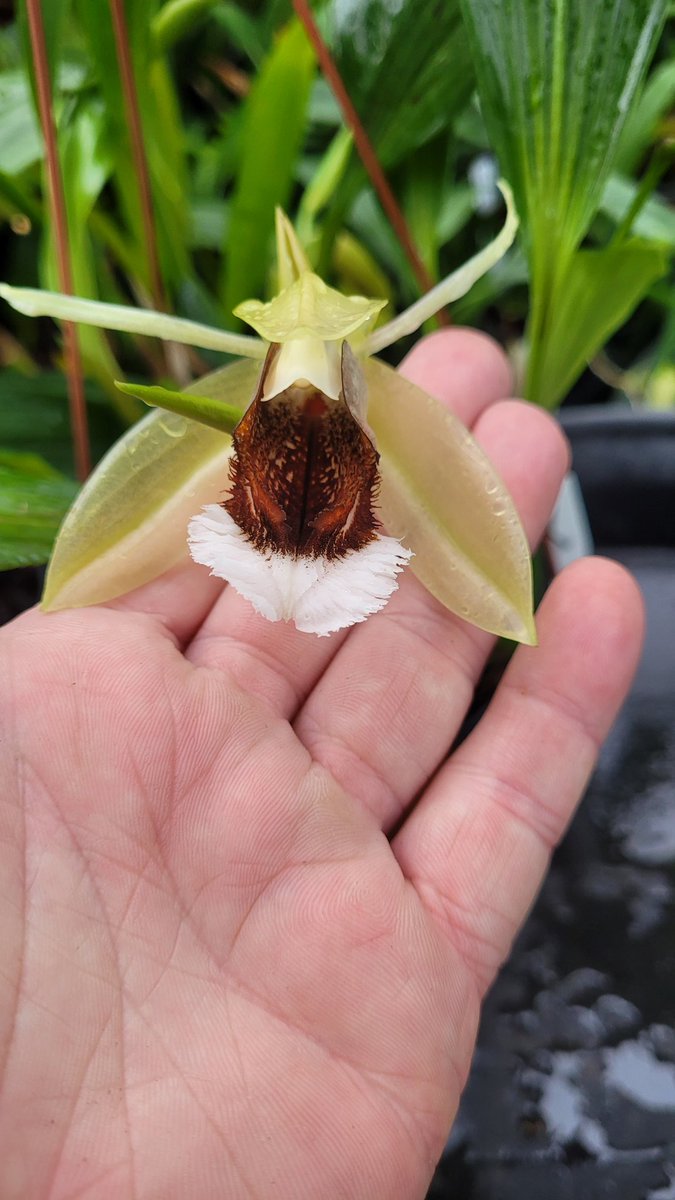 rockerblonde's tweet image. Coelogyne speciosa 'Dark Fire' the orange red is much brighter in person than the camera has picked up. One of my breeding plants. #orchids #orchidaceae #flowers #greenhouse #nature #species #garden #gardening #plants
