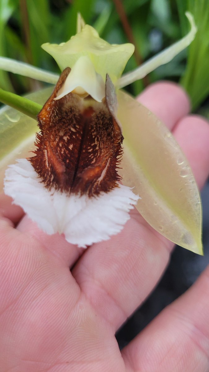 rockerblonde's tweet image. Coelogyne speciosa 'Dark Fire' the orange red is much brighter in person than the camera has picked up. One of my breeding plants. #orchids #orchidaceae #flowers #greenhouse #nature #species #garden #gardening #plants