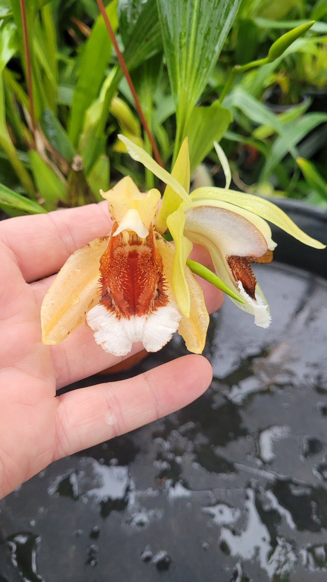 rockerblonde's tweet image. Coelogyne speciosa 'Dark Fire' the orange red is much brighter in person than the camera has picked up. One of my breeding plants. #orchids #orchidaceae #flowers #greenhouse #nature #species #garden #gardening #plants
