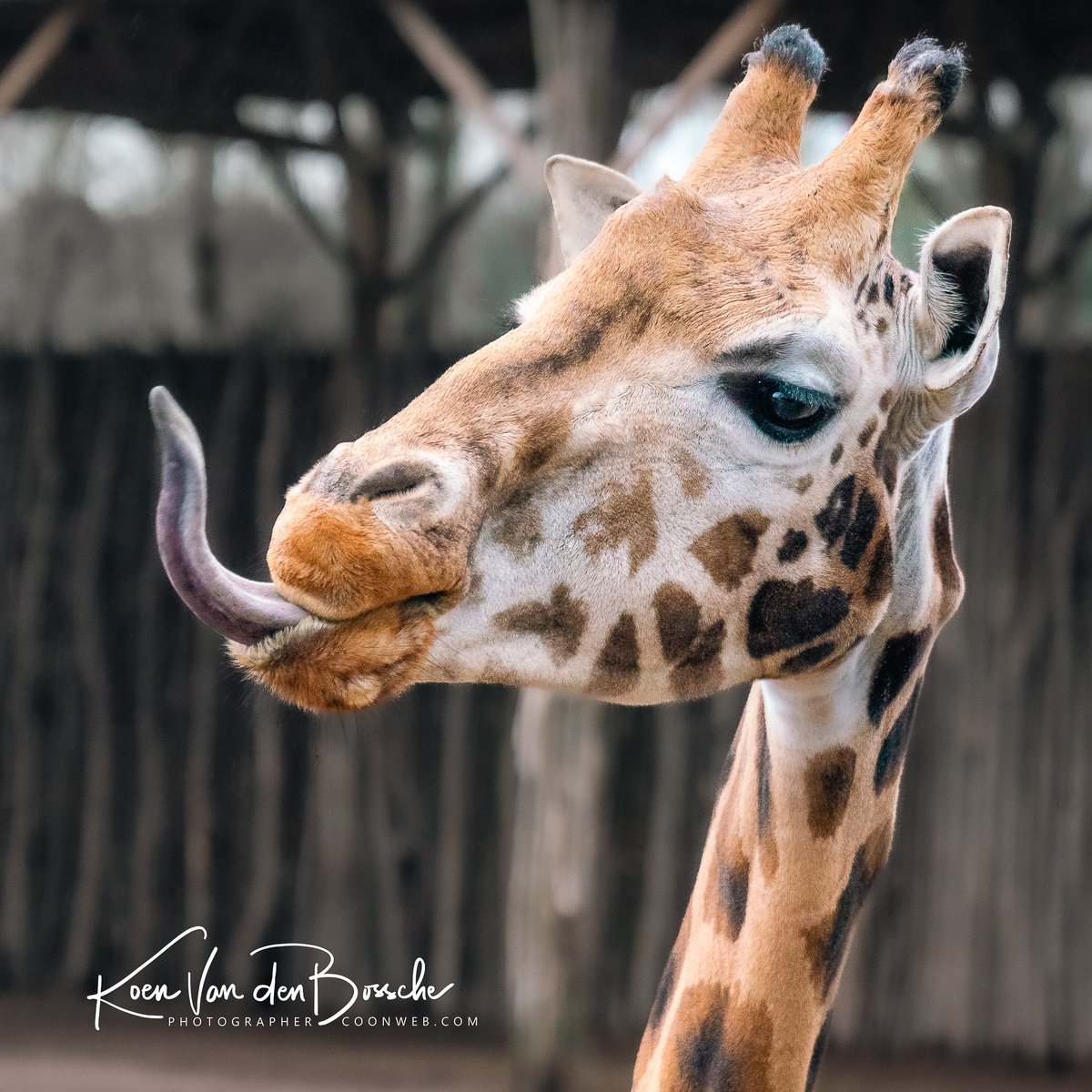 coonweb's tweet photo. #PairiDaiza 2021 - #giraffe 

Happy New Year 🥳

 #wildlife #animals #nature #safari #giraffes #zoo   #giraffesofinstagram #wildlifephotography #animal #giraffelove #photography #giraffelife #giraffelover #giraffeart #giraffen https://t.co/WWs5cNdyUo