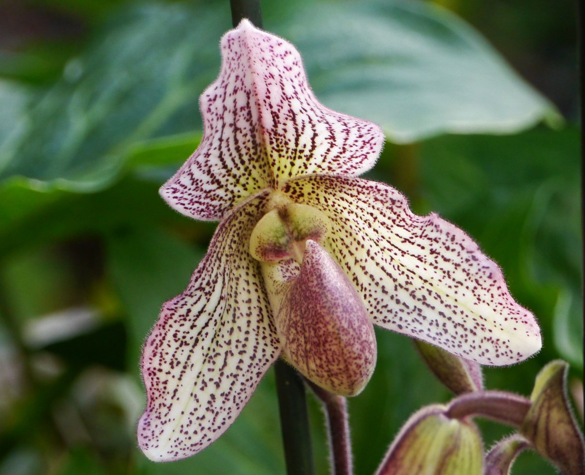 brianh4951's tweet image. Can I introduce you to the beautiful Paphiopedilum x 'Iona'. 6 weeks of waiting very worthwile. @PetrovichBilly She has decided to reveal her beauty on a lovely warm winter's day with gentian blue skies. Very nice for a change on this side of the great pothole! 🥂 rather than☕️!