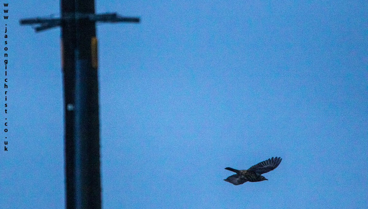 Fieldfare, Turdus pilaris, in flight, & into the wind. #fieldfare #Turduspilaris #BirdWatching #BirdPhotography #BirdsSeenIn2021 #WildlifePhotography @BBCSpringwatch #Winterwatch #Kirkliston #Scotland