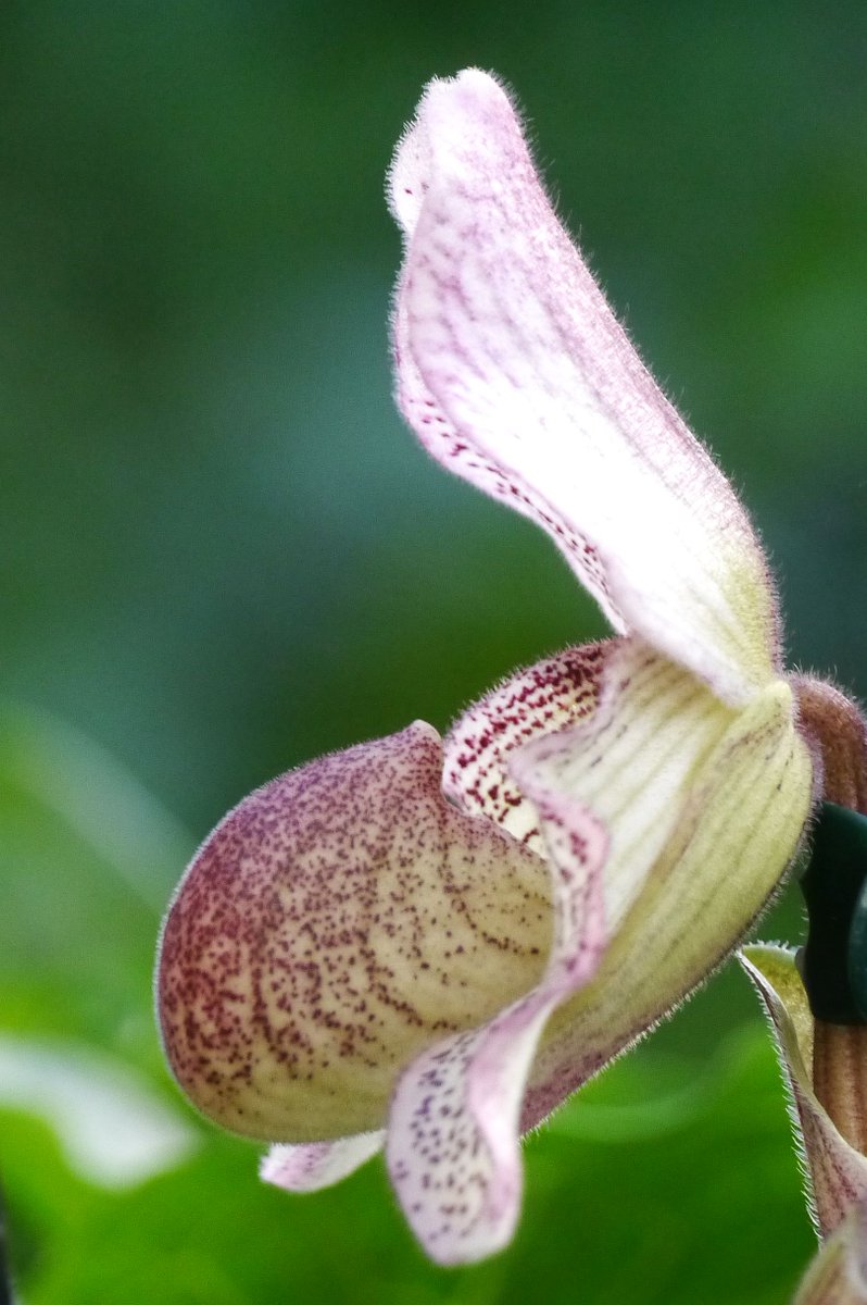 brianh4951's tweet image. Can I introduce you to the beautiful Paphiopedilum x 'Iona'. 6 weeks of waiting very worthwile. @PetrovichBilly She has decided to reveal her beauty on a lovely warm winter's day with gentian blue skies. Very nice for a change on this side of the great pothole! 🥂 rather than☕️!