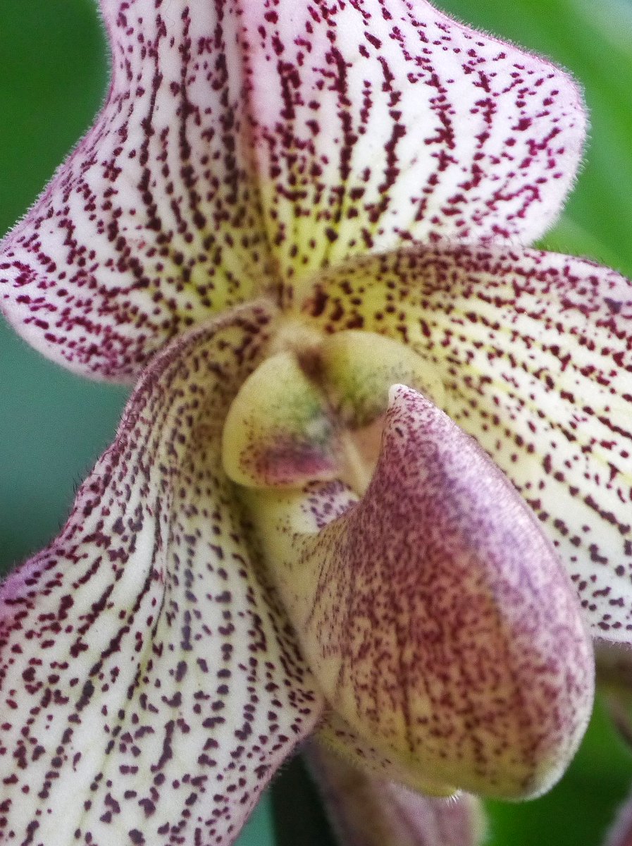 brianh4951's tweet image. Can I introduce you to the beautiful Paphiopedilum x 'Iona'. 6 weeks of waiting very worthwile. @PetrovichBilly She has decided to reveal her beauty on a lovely warm winter's day with gentian blue skies. Very nice for a change on this side of the great pothole! 🥂 rather than☕️!