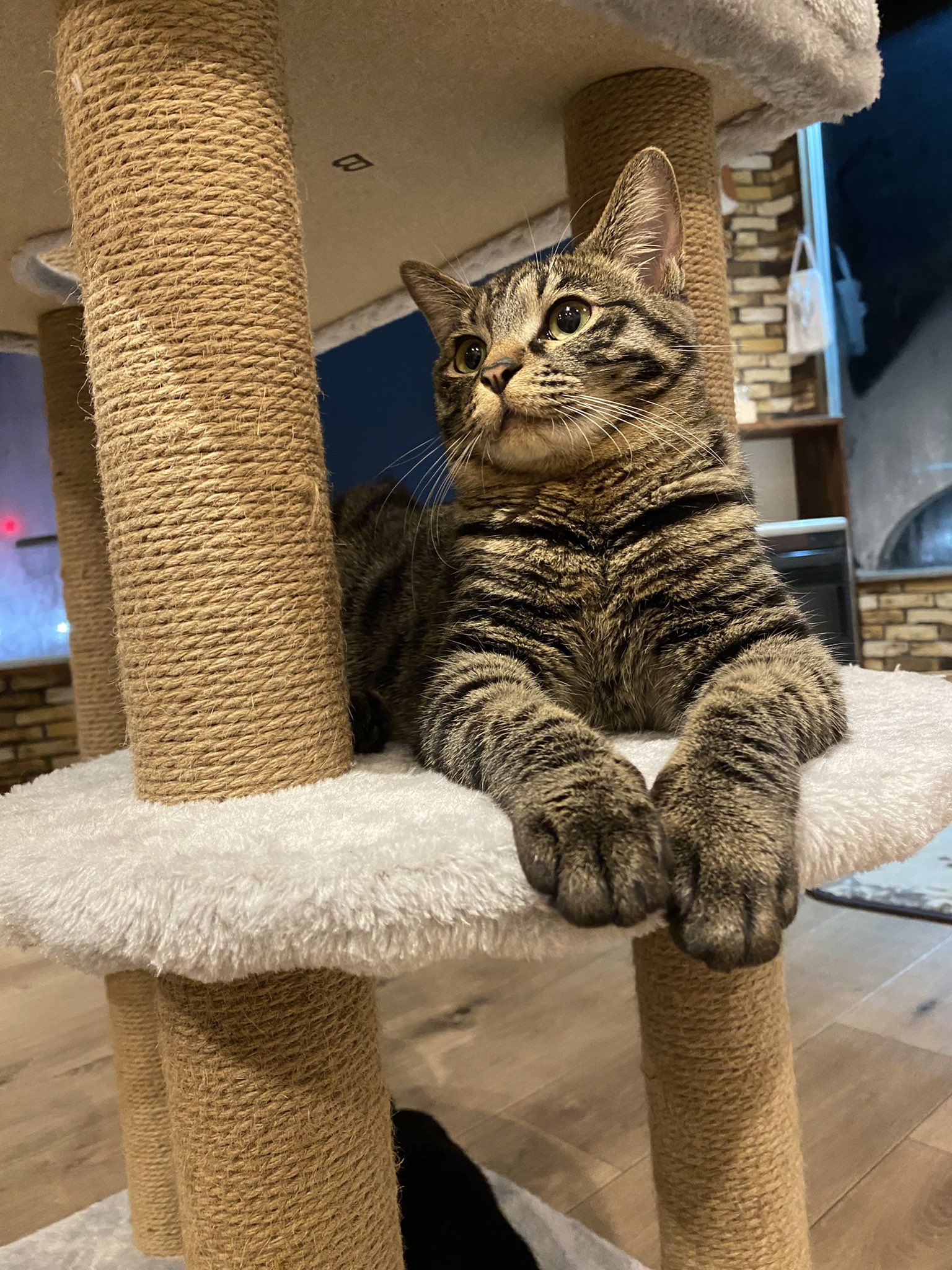 保護猫垢 Labjv5dfy4hby5j Twitter