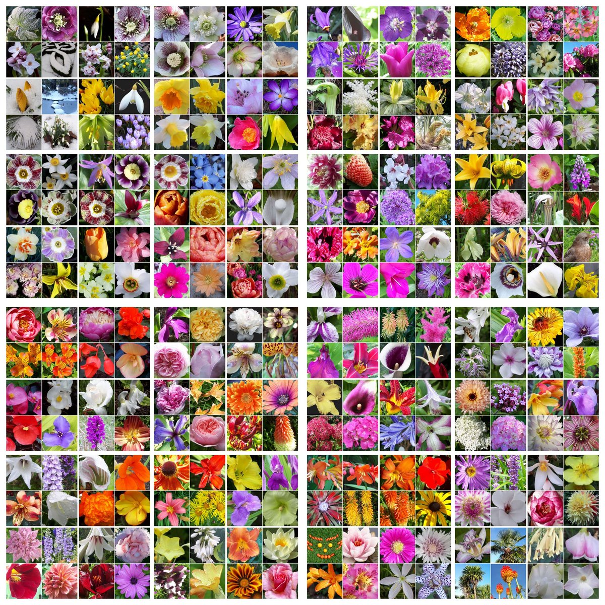 New year's eve greetings to all gardening Tweeps. I thought I'd round off the year with a collage that covers the whole of 2021 in the garden. 
Wishing you all good gardening in 2022