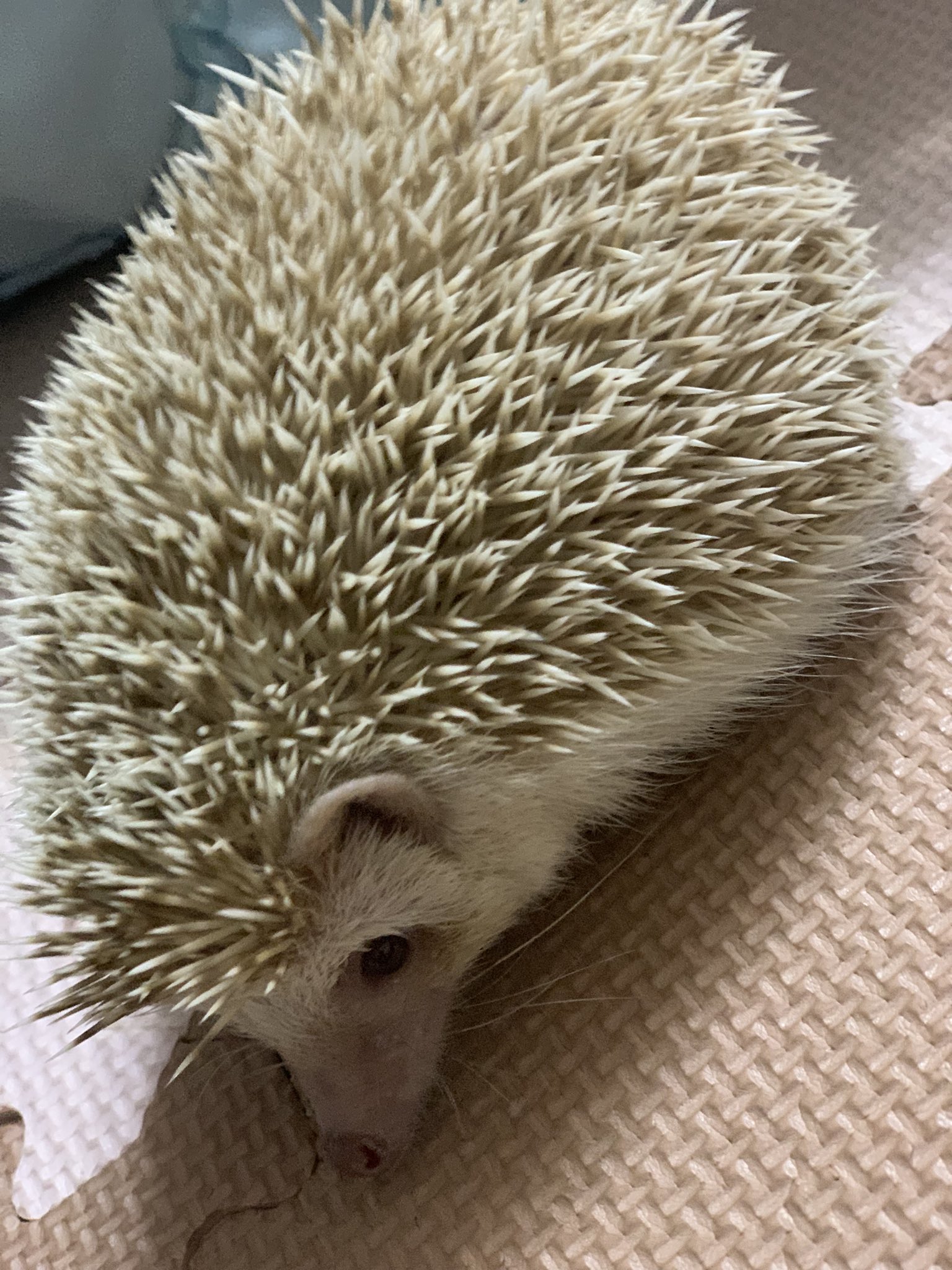 カボチャ Leopa715 Twitter