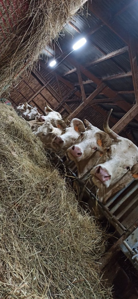 Théo, Futur Éleveur 🐄☘️🐮 tweet media