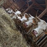 Photo by Théo, Futur Éleveur 🐄☘️🐮 (@theoj79)