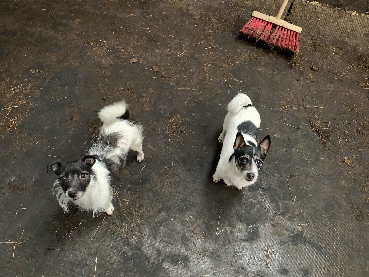 NavajoBirdsong's tweet photo. My muckers today.. #stablehands #jackrussells https://t.co/zLuMEM3084
