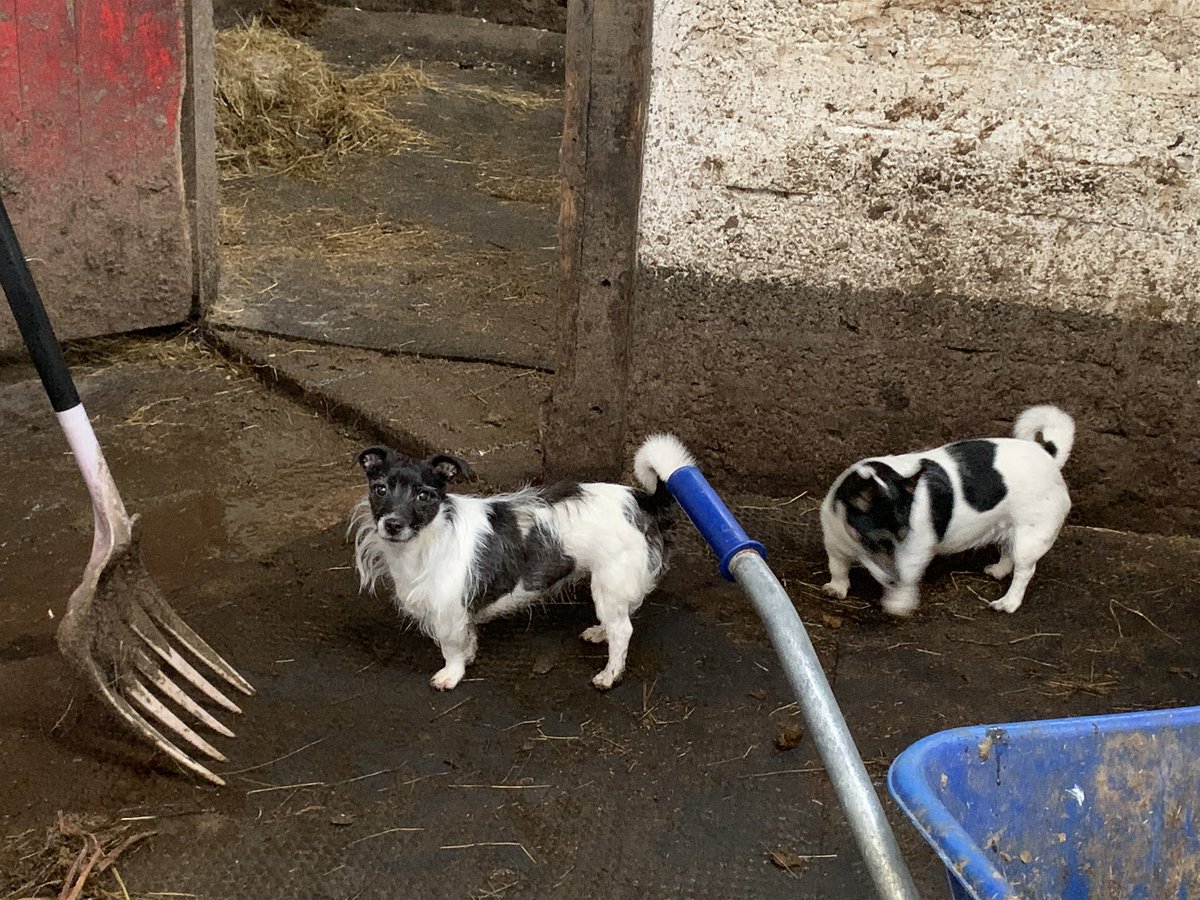 NavajoBirdsong's tweet photo. My muckers today.. #stablehands #jackrussells https://t.co/zLuMEM3084