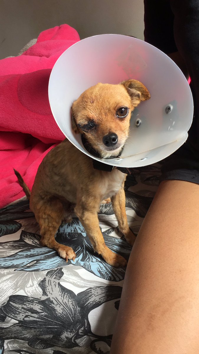 Mariaed86062241's tweet photo. Quem vai no veterinário hj? Se vai ficar bonzinho tabom meu amor♥️♥️🥰🥰🥰 https://t.co/CGH6dKrsKB