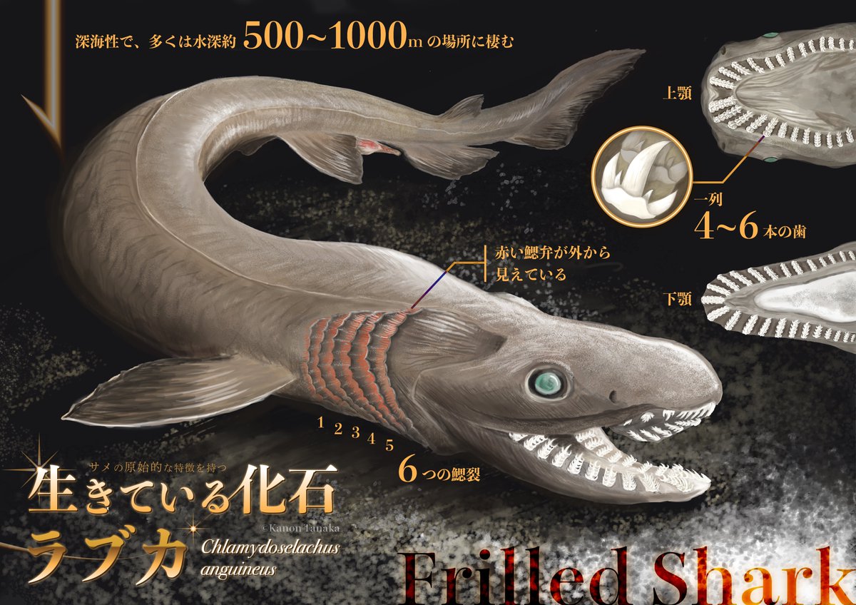 ラブカ 歯列 ラブカ 歯列