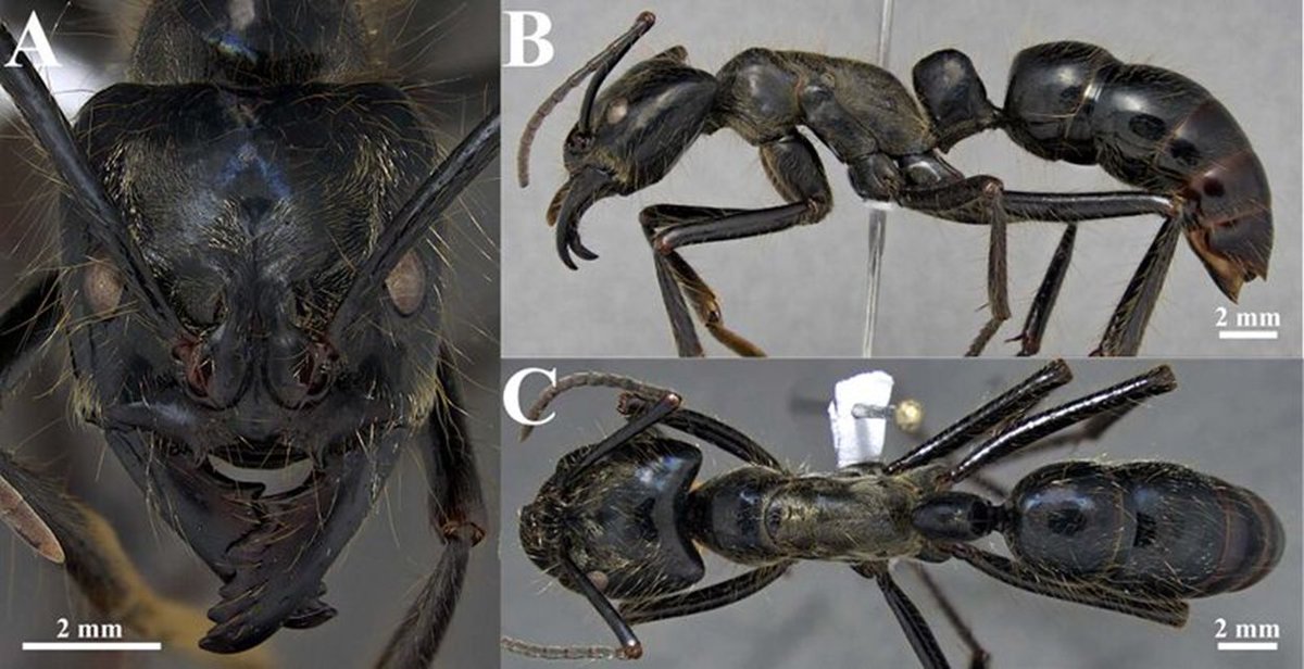 labsbf's tweet photo. The gift of New Year's Eve came in the hands of @MDiasAmanda  and J. Lattke. An exceptional work on Dinoponera taxonomy, as the main result of her MSc. project was recently published: https://t.co/4FKPXlsGtl
May the new year bring all of us health and many ants to look up to!🥳🎇 https://t.co/cPnmXmRVvd
