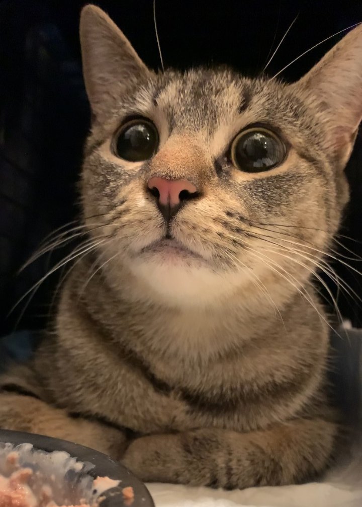 bunkeymunky's tweet photo. I wanted to end the year by sharing my favorite #feralcat, Willow. It took two months to earn her trust so she could be spayed. She's too feral to socialize, but she's living a better life now. 😻 #cats  #tnr #tnrworks #brooklyncats #catsofbrooklyn #communitycatsofbrooklyn https://t.co/5RbnhW3xYD