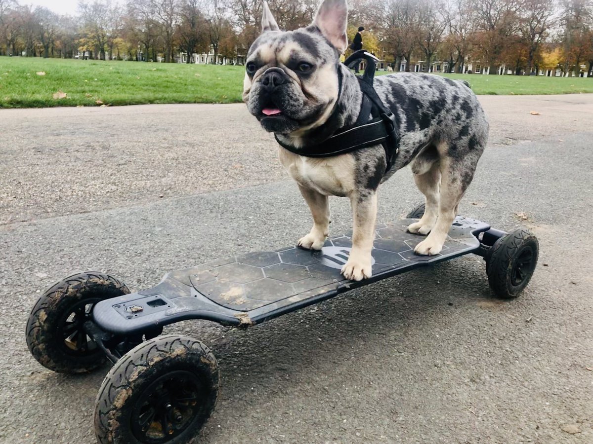 ArchieMac12's tweet photo. #HappyNewYear everyone 🐾
Hope you all have a wheelie good year 🐶 https://t.co/ivutqtYSoE