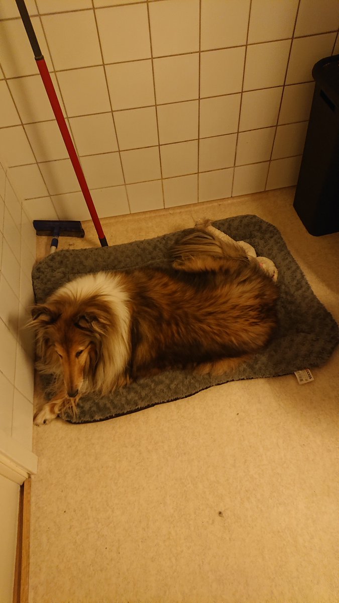 GurkOlle's tweet photo. Nu är det bäddat för nyårskvällen. Vårt eget reträttställe när Luna tröttnar på smällandet..
#hundar #djur #bomber #raketer https://t.co/Dqr20aXBOP