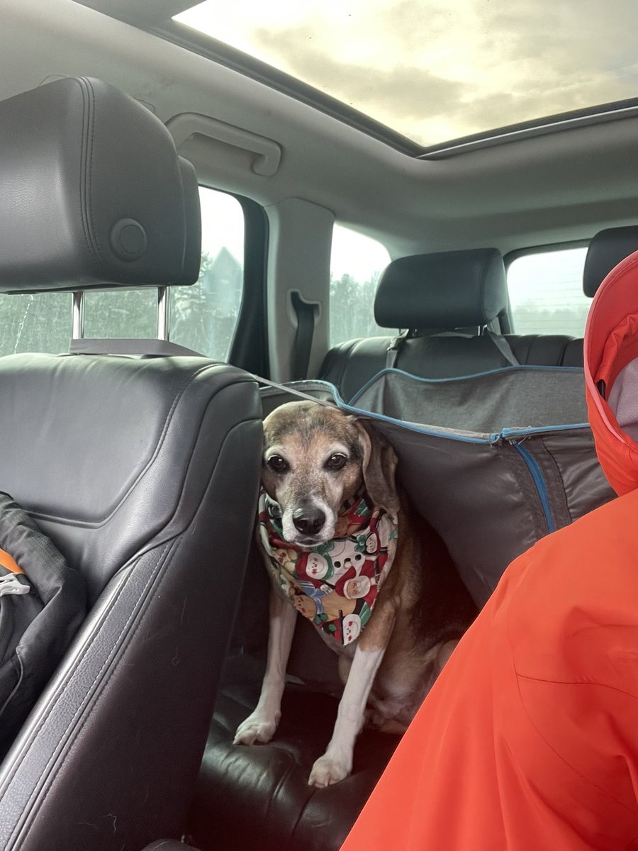 Dog Daddy tweet media